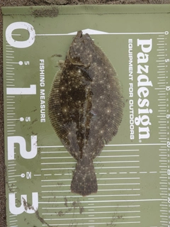 ソゲの釣果