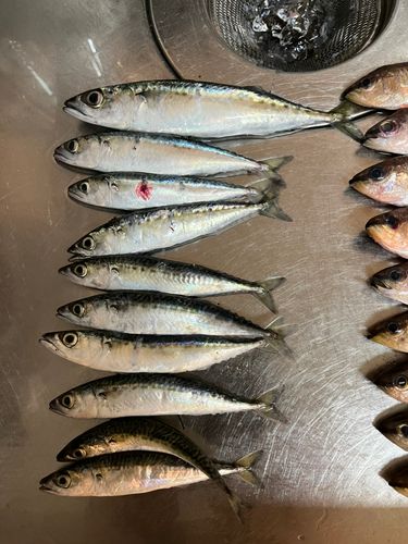 サバの釣果