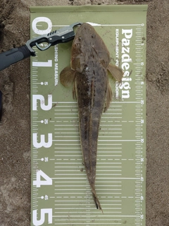 マゴチの釣果