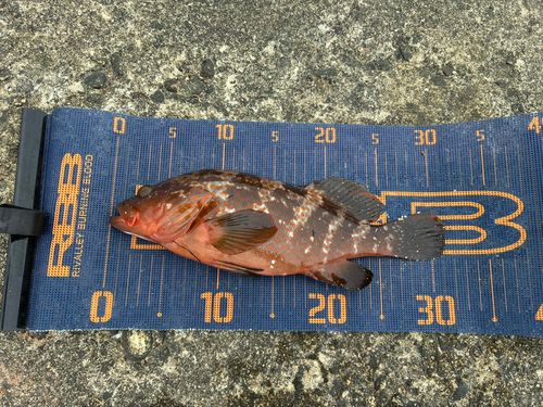 キジハタの釣果