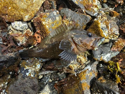 ムラソイの釣果