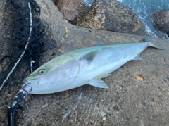ブリの釣果
