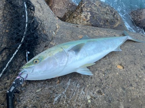 ブリの釣果