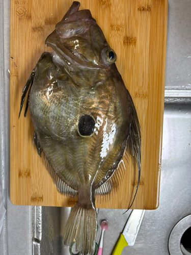 マトウダイの釣果