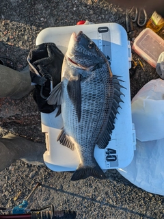 チヌの釣果
