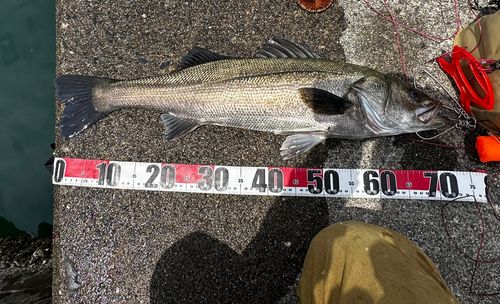 シーバスの釣果
