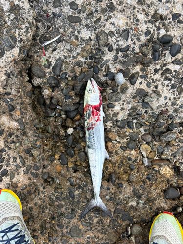 サゴシの釣果