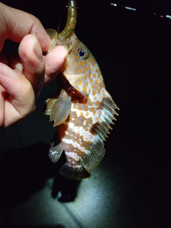 キジハタの釣果