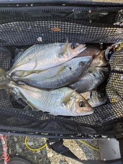 シマアジの釣果