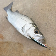 セイゴ（ヒラスズキ）の釣果
