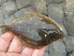 カレイの釣果