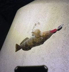 アイナメの釣果