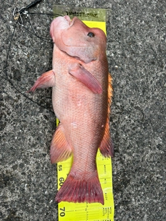 カンダイの釣果
