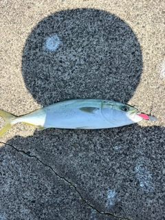 イナダの釣果
