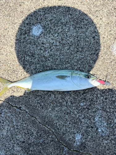 イナダの釣果