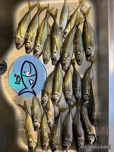 マアジの釣果