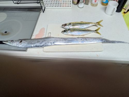 タチウオの釣果