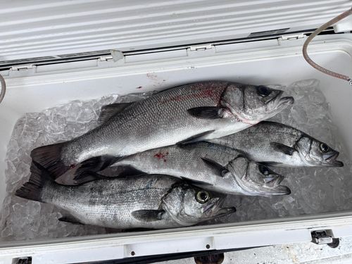 ヒラスズキの釣果