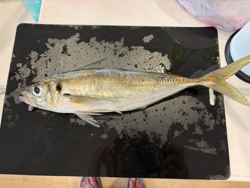 釣果