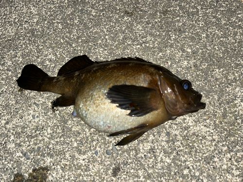 ガヤの釣果