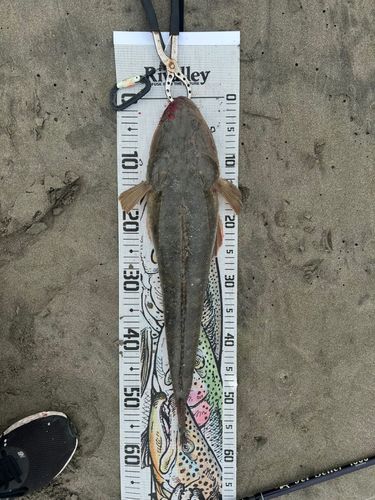 マゴチの釣果