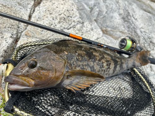 アイナメの釣果