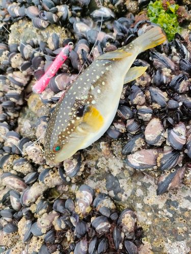 クサフグの釣果