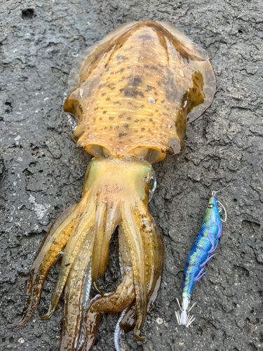 アオリイカの釣果