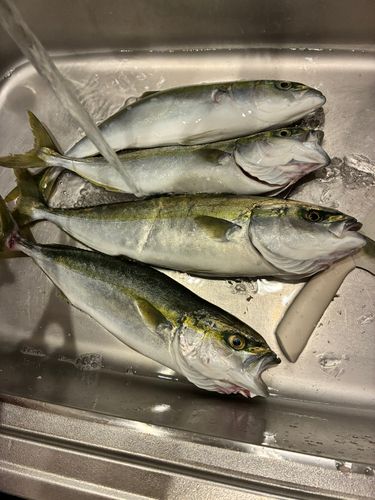 ワカシの釣果