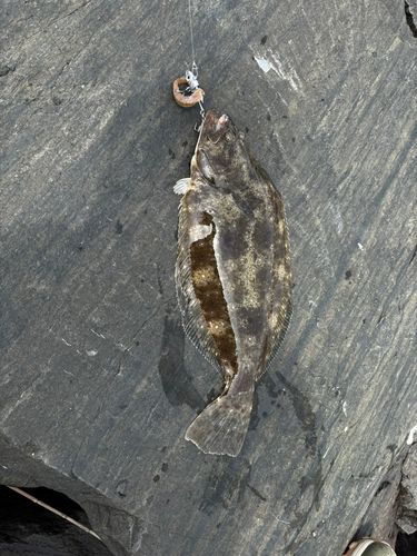 ヒラメの釣果