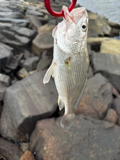 イシモチの釣果