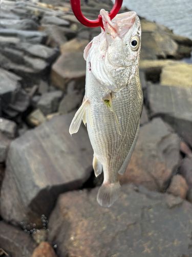 イシモチの釣果