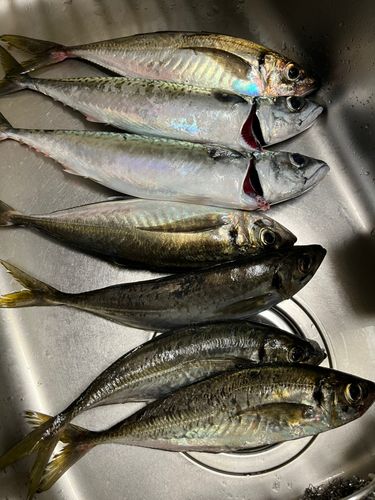 アジの釣果