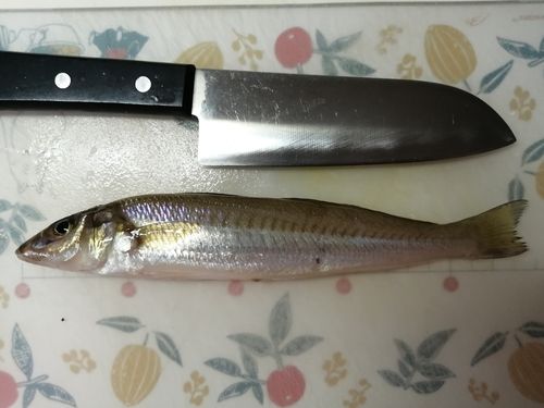 シロギスの釣果
