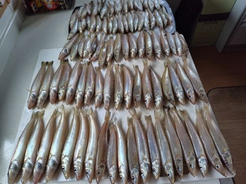 キスの釣果