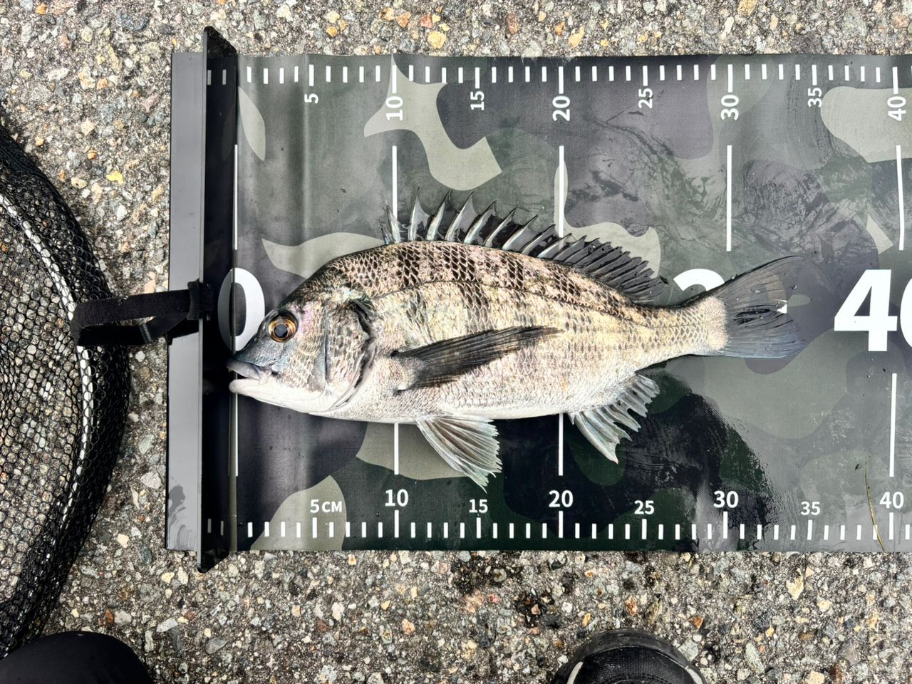 SHIMANO 19ブレニアス B74ML-Sの最安値・インプレ・釣果 | 本音の