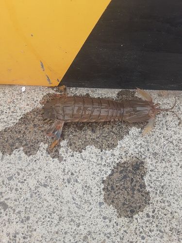シャコの釣果