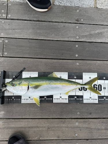 ワラサの釣果