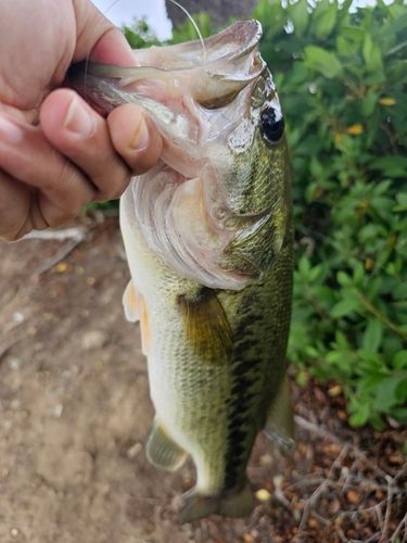 ラージマウスバスの釣果