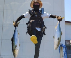 ブリの釣果