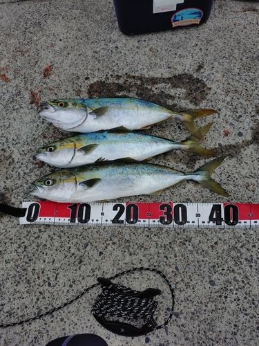 イナダの釣果