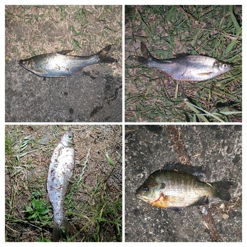 ワタカの釣果