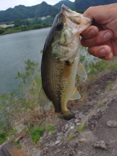 ラージマウスバスの釣果