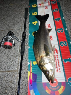 フッコ（マルスズキ）の釣果