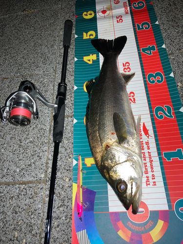 フッコ（マルスズキ）の釣果
