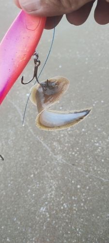 シタビラメの釣果