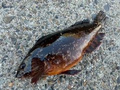 クジメの釣果