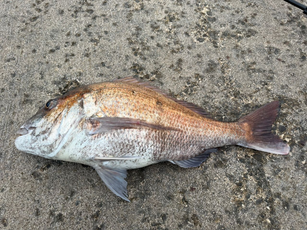 SHIMANO 22エクスセンス ∞ (インフィニティ) B86MHの最安値・インプレ