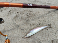 シロギスの釣果