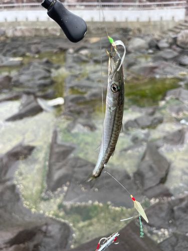 カマスの釣果